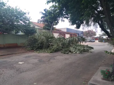 Árvore cai e atinge fiação da rede elétrica, no Jardim Menegazzo 