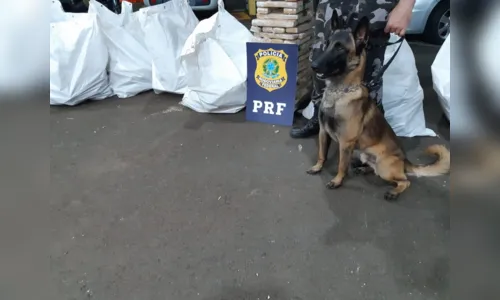 
							Motorista é preso com meia tonelada de maconha, em Mandaguari 
						
						