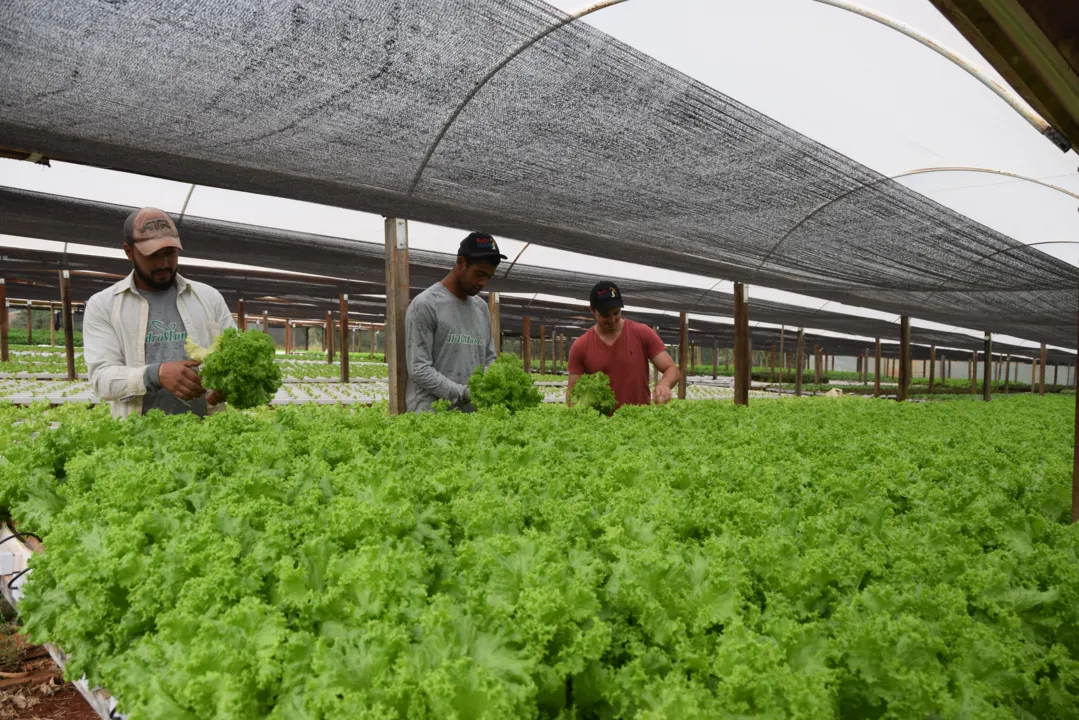 Os produtos do Sítio Munhoz abastecem os principais mercados e feiras nos municípios de Ivaiporã, Manoel Ribas e Pitanga. (Fotos: Ivan Maldonado)