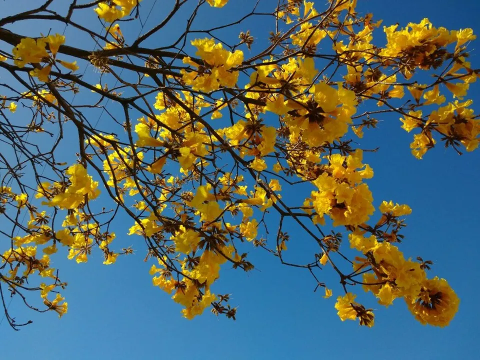 Primavera começa hoje; confira a previsão