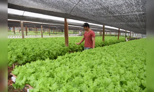 
						
							Hidroponia é alternativa para cultivo de hortaliças na região de Ivaiporã
						
						