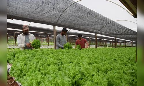 Hidroponia é alternativa para cultivo de hortaliças na região de Ivaiporã