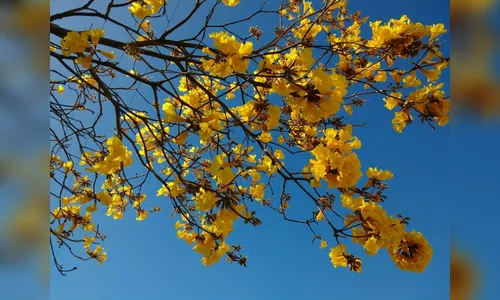Primavera começa hoje; confira a previsão