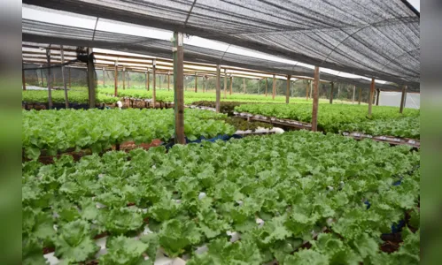 
						
							Hidroponia é alternativa para cultivo de hortaliças na região de Ivaiporã
						
						