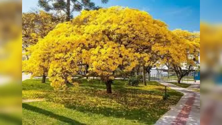 Imagem ilustrativa da notícia PRIMAVERA CHEGOU