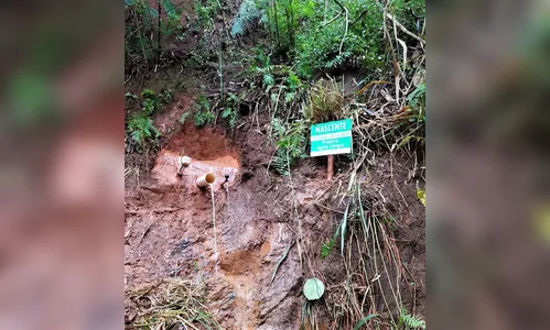 Arapongas recupera principais nascentes da cidade