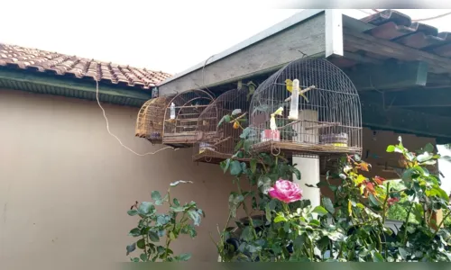 
						
							Polícia Ambiental apreende 67 pássaros silvestres mantidos em cativeiro, na região de Londrina
						
						