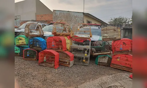 Polícia Ambiental apreende 67 pássaros silvestres mantidos em cativeiro, na região de Londrina