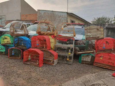 Fotos Polícia Ambiental (Divulgação BPAmb/FV - 2ª CIA)