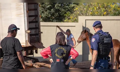 Mais de 160 animais de grande porte foram apreendidos nas ruas de Londrina