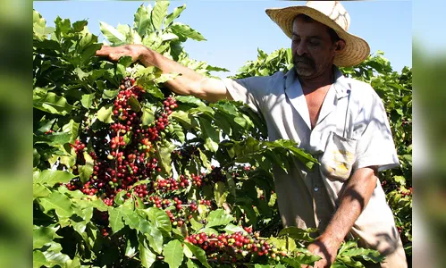 Festa do Café de Apucarana completa 15 anos