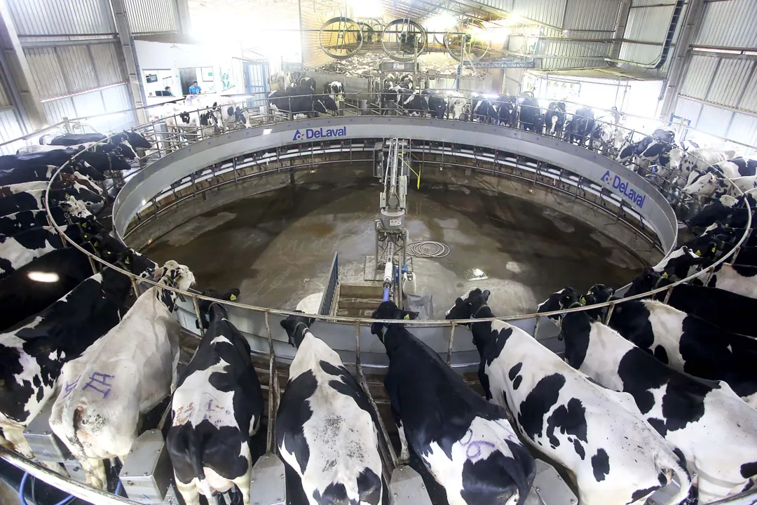 Paraná é o segundo maior produtor de leite do Brasil, confirma IBGE
