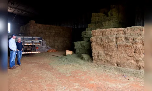 
							Agricultores na região de Lunardelli apostam na produção de alfafa
						
						