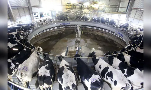 Paraná é o segundo maior produtor de leite do Brasil, confirma IBGE