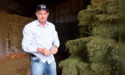 Agricultores na região de Lunardelli apostam na produção de alfafa