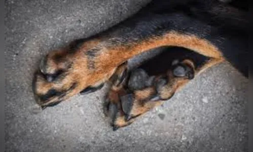 Cadela é encontrada presa, desnutrida e sangrando no Jardim Ponta Grossa