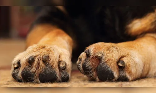 Idoso é suspeito de abusar e maltratar cachorra em Rosário do Ivaí