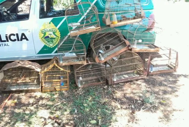 Polícia Ambiental resgata 11 pássaros silvestres presos em cativeiro