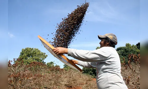 Apucarana abre nesta quinta a 15º Festa do Café