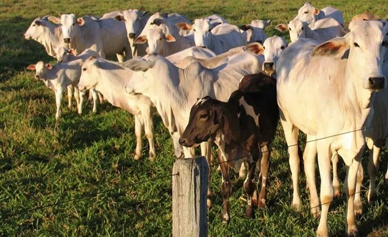 Sete homens foram presos após furto e abate de gado em Apucarana 