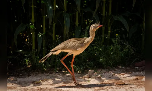 Guarda Municipal captura siriema e lagarto em residências de Arapongas; veja o vídeo