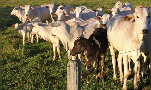 Sete homens foram presos após furto e abate de gado em Apucarana 