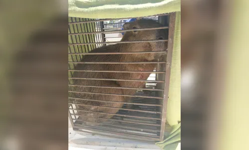 Grupamento de Defesa Ambiental captura animais silvestres no perímetro urbano de Arapongas novamente; veja vídeo