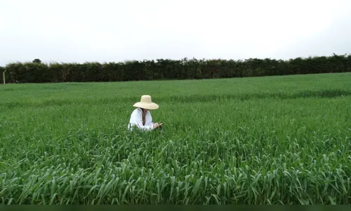 Engenheiros Agrônomos contribuem para o desenvolvimento do agronegócio no Paraná e no Brasil