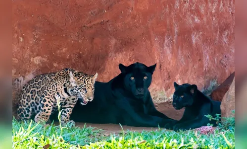 Oncinhas do Refúgio Bela Vista da Itaipu ganham nomes