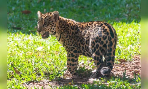 
							Oncinhas do Refúgio Bela Vista da Itaipu ganham nomes
						
						