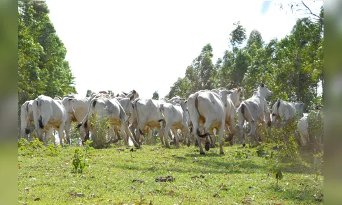 Vigilância sanitária será mais rigorosa, após suspensão da vacinação contra a febre aftosa no PR