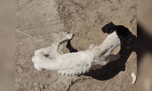 Polícia Civil de Apucarana resgata cachorra vítima de maus-tratos