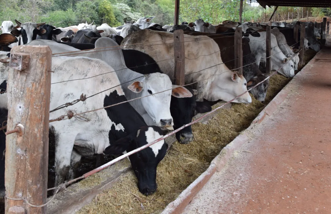 Paraná suspende vacinação de bovinos e bubalinos contra a febre aftosa