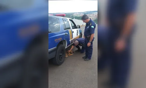 
							GM de Apucarana resgata cachorro que caiu em vão de muro 
						
						