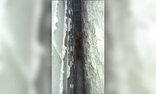 
							GM de Apucarana resgata cachorro que caiu em vão de muro 
						
						