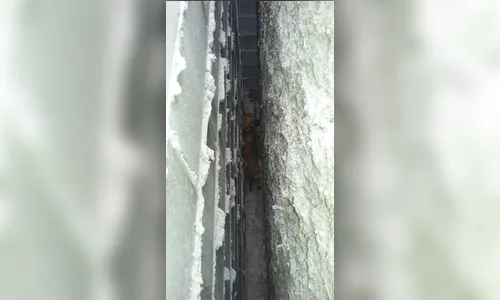 GM de Apucarana resgata cachorro que caiu em vão de muro 