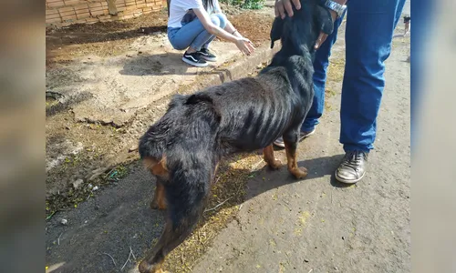 Rottweiler vítima de maus-tratos é resgatado em Apucarana 