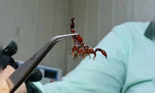 Aparecimento de escorpiões coloca população em alerta em Arapongas