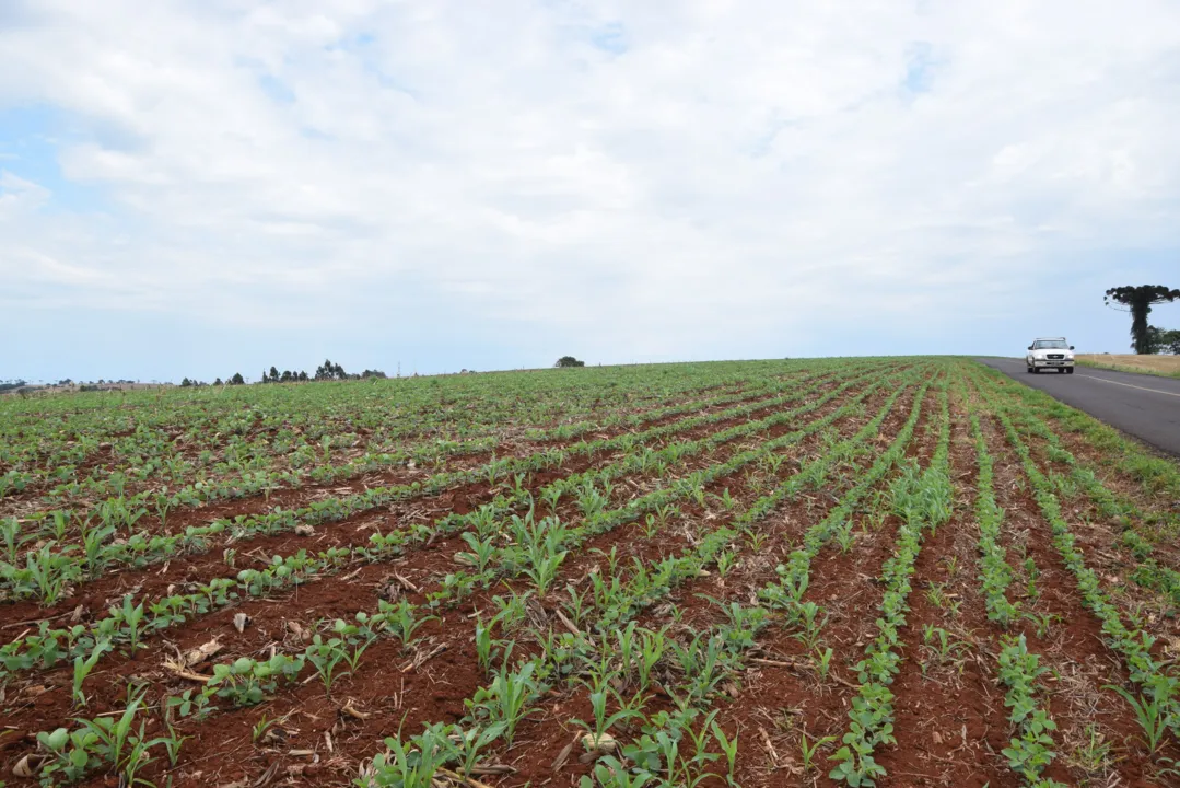 Agricultores da regional de Ivaiporã da Seab até agora plantaram 30% da área de 158 mil hectares da safra de soja 2019/2020. (Foto: Ivan Maldonado)