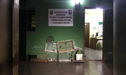 Polícia apreende sete pássaros silvestres mantidos em cativeiro
