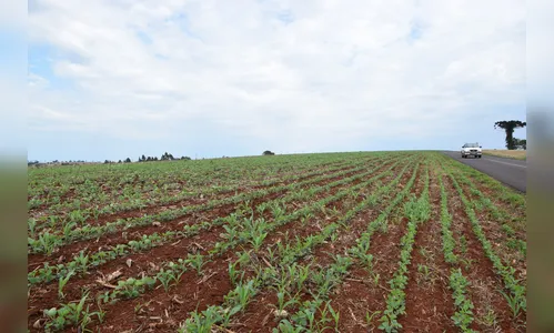 Safra de soja deve atingir 1 mi de toneladas na região