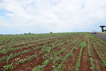 Agricultores da regional de Ivaiporã da Seab até agora plantaram 30% da área de 158 mil hectares da safra de soja 2019/2020. (Foto: Ivan Maldonado)