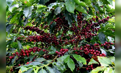 Melhor café do Paraná em Ivaiporã 