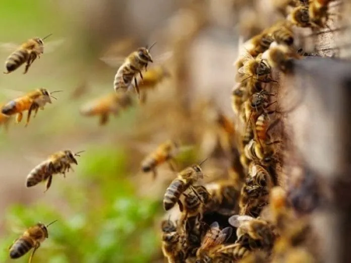 Mulher fica em estado grave após ataque de abelhas, em Arapongas 
