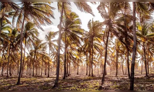 Premiação da primeira edição do Concurso de Fotografias da UTFPR acontece nesta quarta