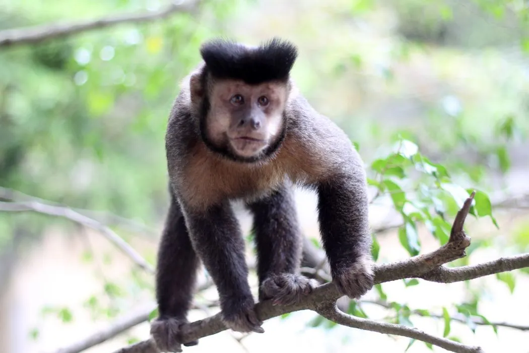 Paraná registra a primeira morte de macaco por febre amarela no período epidemiológico