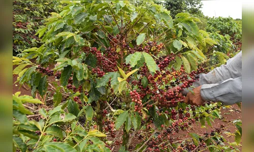 Melhor café do Paraná será conhecido hoje em Ivaiporã