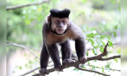 Paraná registra a primeira morte de macaco por febre amarela no período epidemiológico