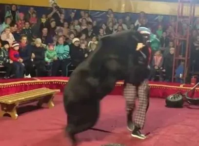 Urso ataca treinador durante espetáculo de circo; veja o vídeo