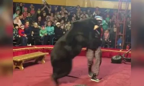 Urso ataca treinador durante espetáculo de circo; veja o vídeo